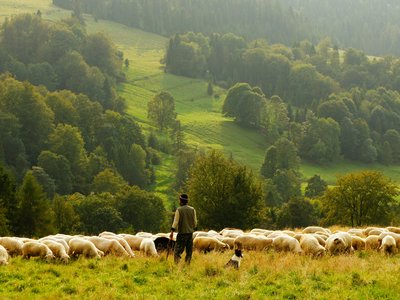 Nyáj, pásztor, pásztorkutya - Fotó: Unsplash/Biegun Wschodni