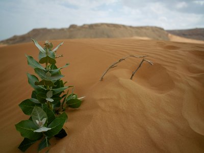 Kitartás, ellenállás, sivatag, növény, remény Fotó: Unsplash/Julius Yls