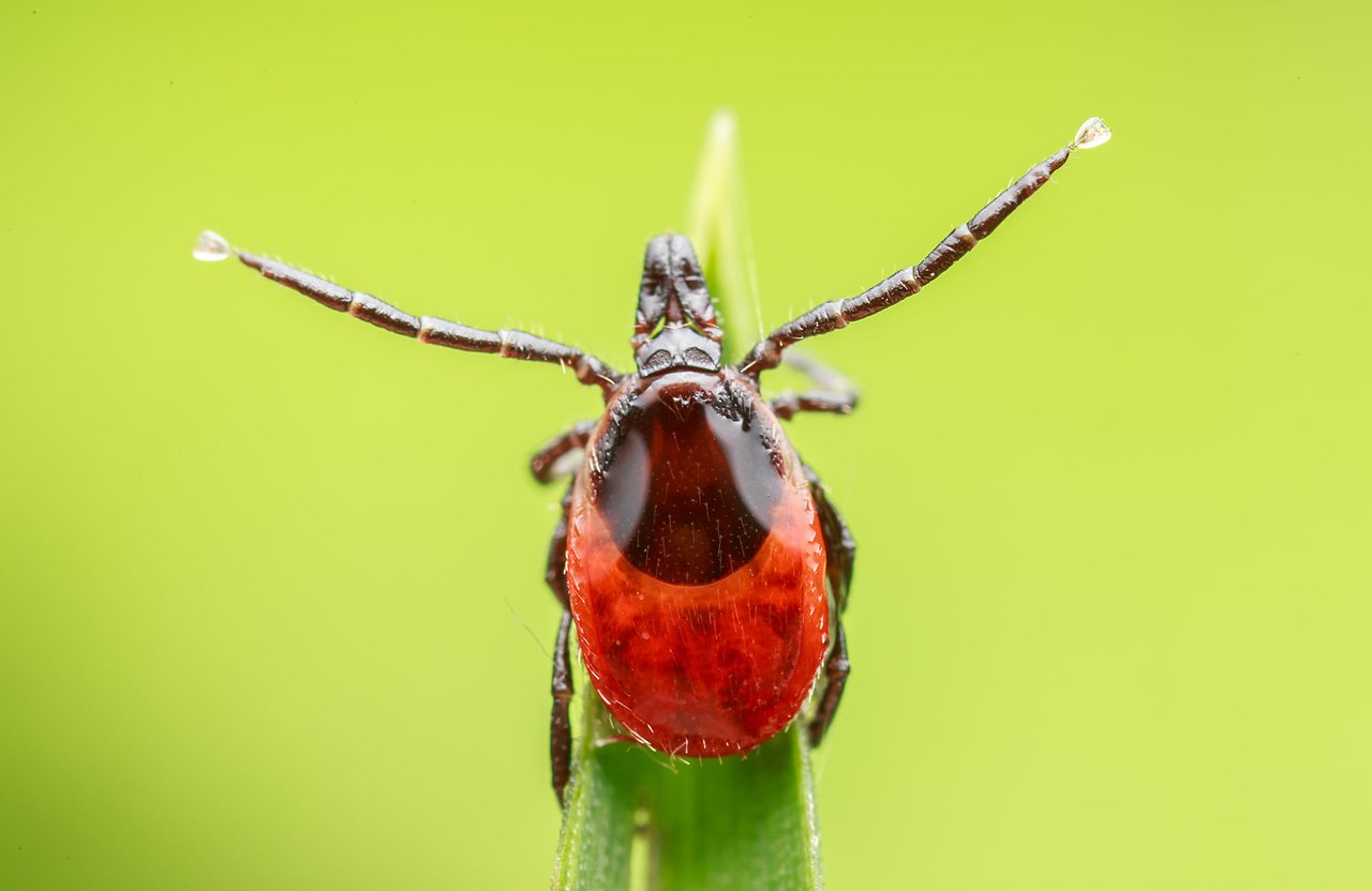 Ixodes kullancsfaj nősténye - Fotó: Ujvári Zsolt