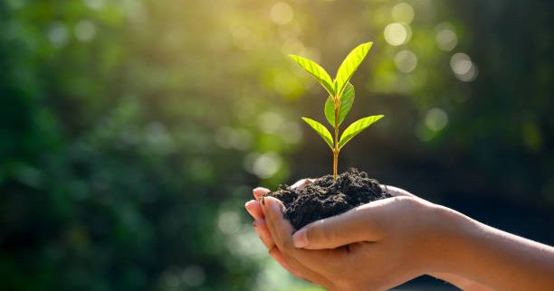 Reggel fogj a magvetéshez…