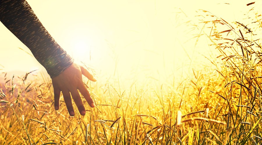 meadow-ge28a96ce8_1920.jpg
